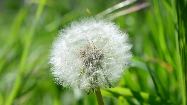 Shooting of a dandelion, macro. Dandelion in the spring