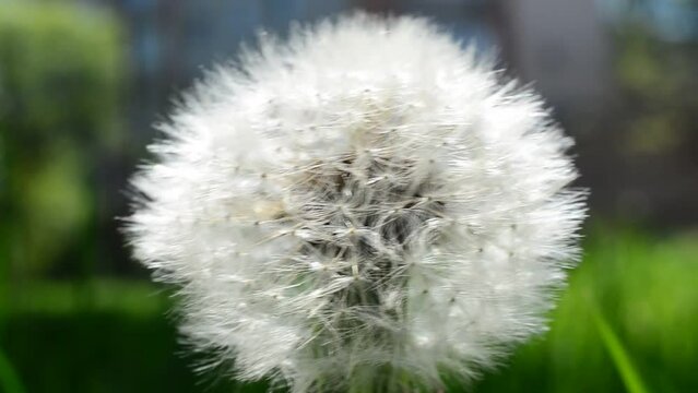 The dandelion is a weed. Spring dandelion