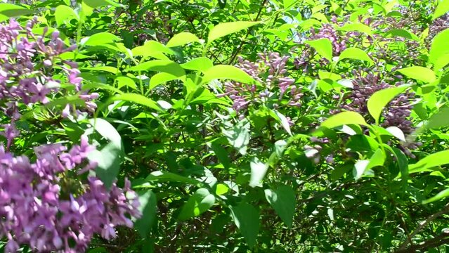 Lilac bush. Lilac in the spring