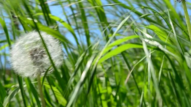 Spring dandelion. The dandelion is a weed