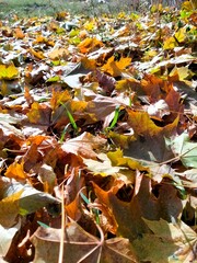 autumn leaves on the ground