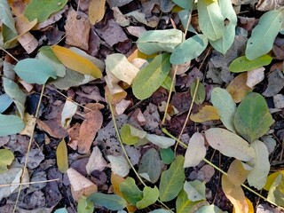 green leaves, flora and foliage