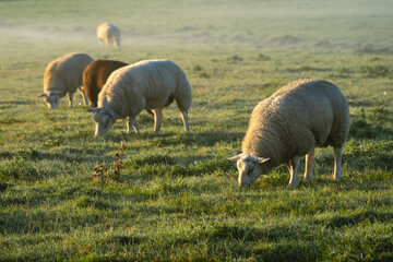 Sheeps in the morning fog of the farm fields, T Woudt The Netherlands.