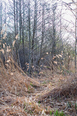 Marshy area with dry yellow reeds growing. small trees, autumn season.