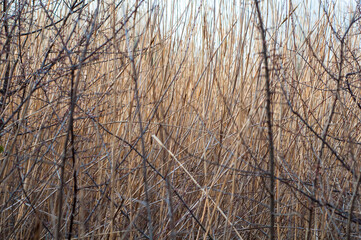 Stems of dry yellow reeds close-up among the bushes, blurred background