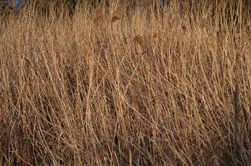 Close-up of the grass of the dry steppe of the desert. Uncut dry grass in the field
