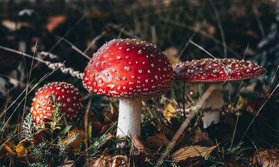 Red poisonous mushrooms fly agaric in the forest. Amanita muscaria. Close-up. Selective focus.