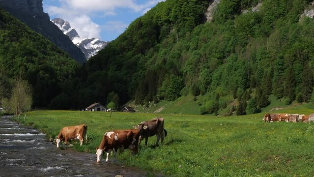 Alpine cows at a mountain river and meadow