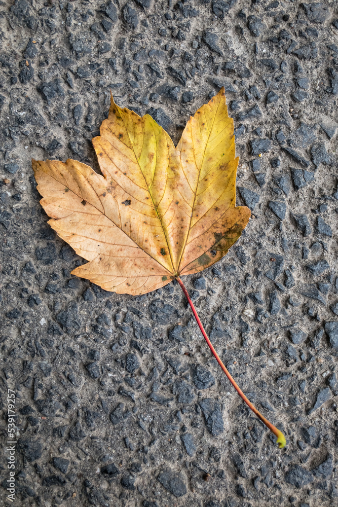 Wall mural yellow brown maple tree leaf on concrete pavement ground during autumn fall, top view with copy spac