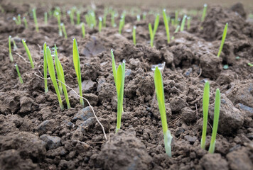 Fresh new green sprouts growing in the soil of an agricultural field, agriculture growth background