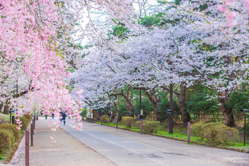 青森県　 弘前城桜祭り　
