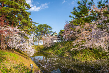 青森県　 弘前城桜祭り　
