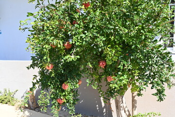 Fototapeta na wymiar Tree of pomegranates with ripe fruits on a branches with foliage. Seedy fruits are shiny and there is a lot of copy space around it. Behind the tree is house with blue end beige walls.