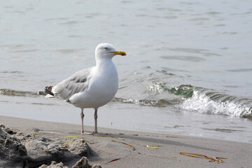 Sturmmöve Strand am Wasser laufend