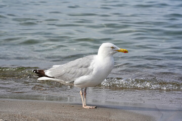 Sturmmöve Strand am Wasser laufend