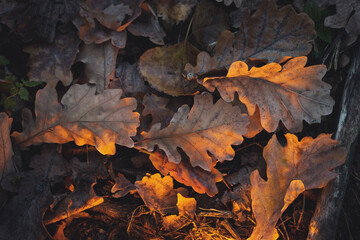 fallen autumn leaves lie on the ground