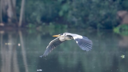 grey heron (Ardea cinerea)