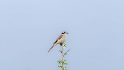 brown shrike (Lanius cristatus)