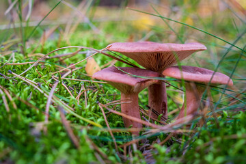 Brązowy grzyb w lesie, mleczaj rudy, słoneczny dzień, zielona ściółka, ujęcie makro. 