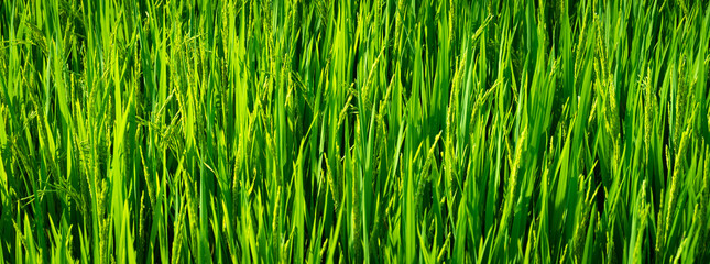 green grass background
