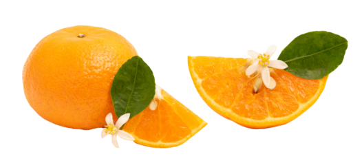 Orange fruits and flower on tranparent background.