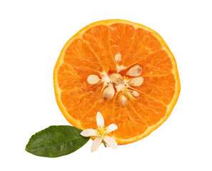 Orange fruits and flower on tranparent background.