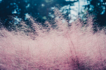 ミューレンベルギアカピラリス