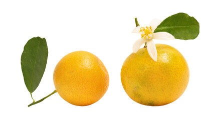 Kumquats or Citrus japonica fruits on tranparent background.