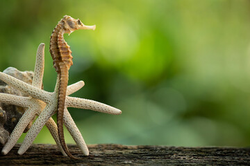 Thorny Seahorse or Hippocampus on nature background.