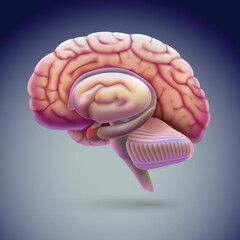 Lifelike lateral view of the brain 3D illustration floating on a gray-black background. medical use Education and science.