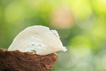 Bird's nest or Edible bird’s nests on nature background.