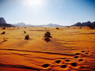 Fototapeta na wymiar camel footprint on a desert