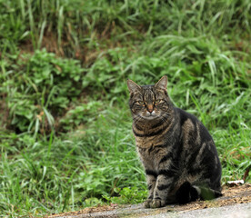 Naklejka na ściany i meble Cat curiously sits on a dirt road