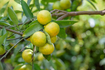 Satsuma orange fruit that began to ripe, on the tree