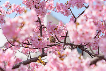 Cherry blossoms and Tree Sparrow, Kawazu Zakura tree