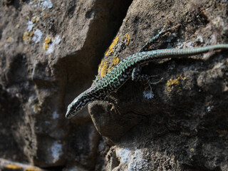 Sand lizard (Lacerta agilis) Closeup shot