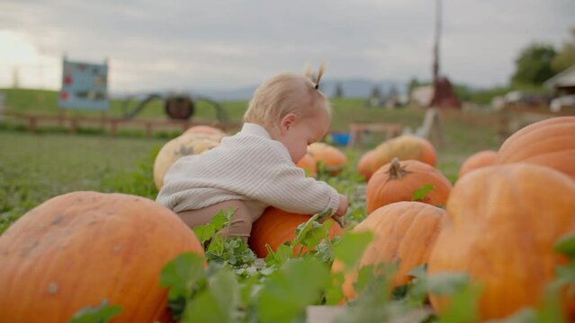 Toddler playing with pumpkins at pumpkin patch