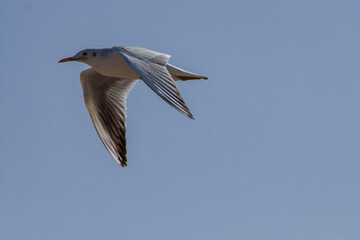 Gaviota