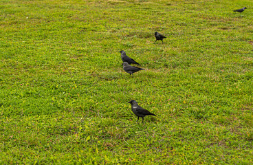 crows outdoor in garden Poland