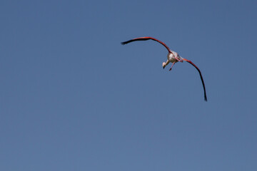 Flamenco con cielo azul
