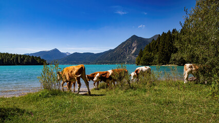 Der Walchensee - obrazy, fototapety, plakaty