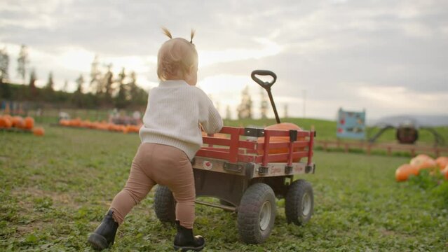 Little girl pushing wagon in pumpkin patch, sunset