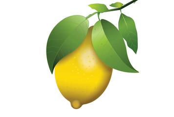 Yellow lemon fruit hanging on a branch with green leaves isolated on white background, realistic vector illustration