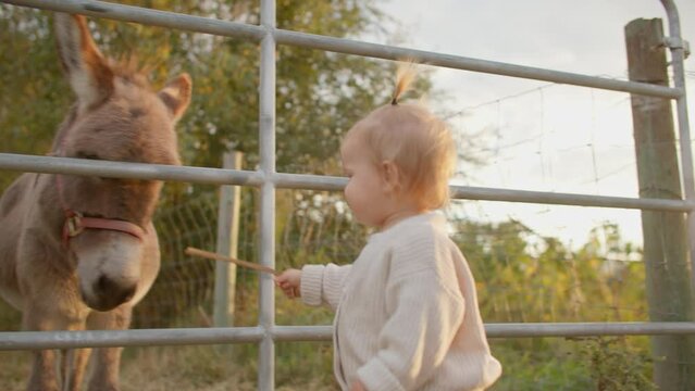 Toddler feeds donkey at farm