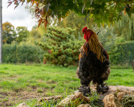 Coq Brahma