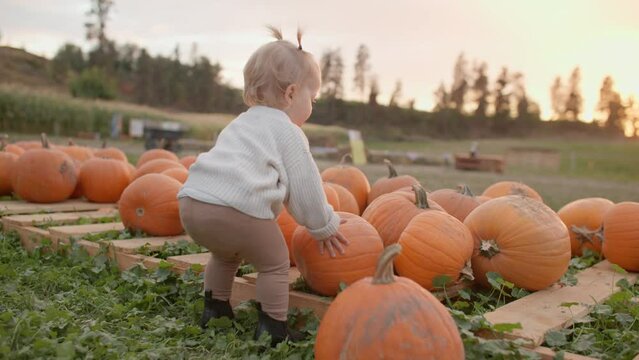 Toddler playing in pumpkin patch, golden hour, sunset