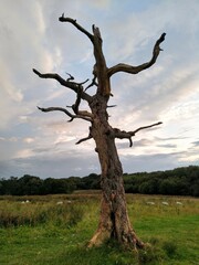 Fototapeta na wymiar dead tree in the field