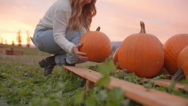 Low angle of girl picking up pumpkin from pumpkin patch