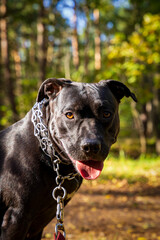 Duży czarny pies w lesie. American Stafford terrier portret.