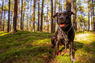 Duży czarny pies w lesie. American Stafford terrier portret. - obrazy, fototapety, plakaty